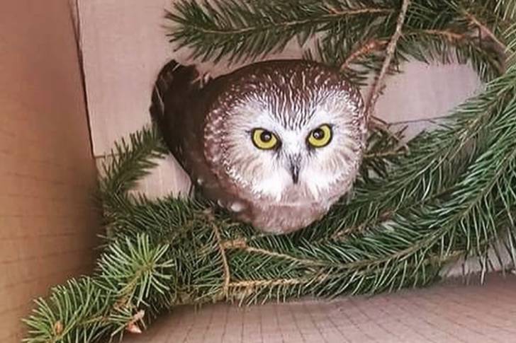 The owl in a box amongst pine needles